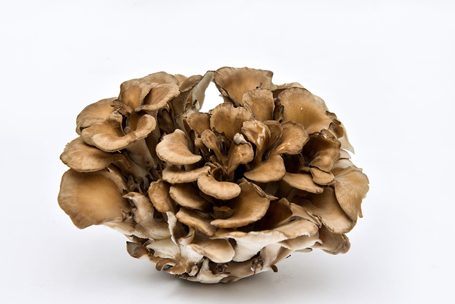 maitake mushroom