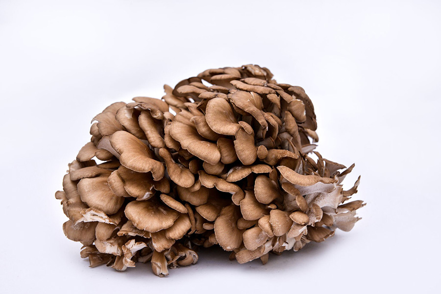 oyster mushroom