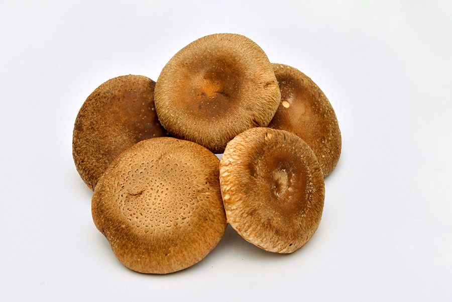 shiitake mushroom