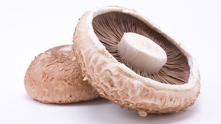 portabella mushroom